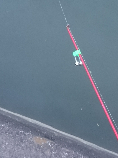 土用丑の日を前に鰻を釣った！！