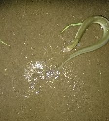 ペットボトル仕掛けで鰻釣り