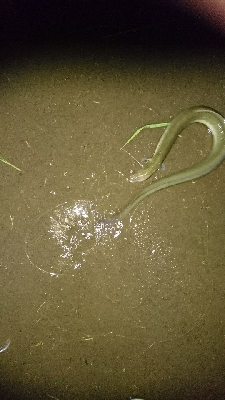 ペットボトル仕掛けで鰻釣り