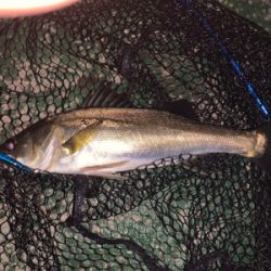 チーバスの活性が高い