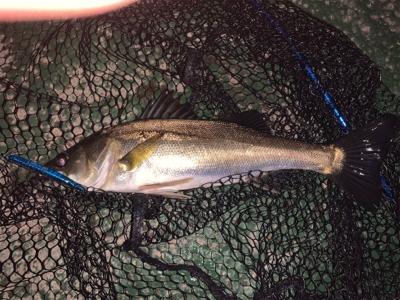 チーバスの活性が高い