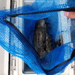 梅雨の合間にオクトパッシング