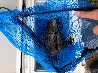 梅雨の合間にオクトパッシング