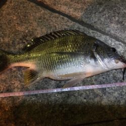 多々良川河口でチニング