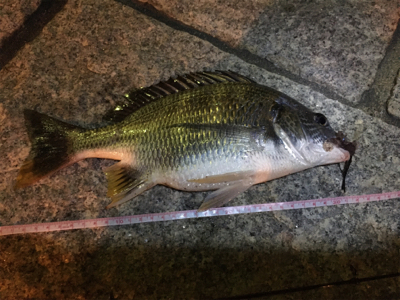 多々良川河口でチニング