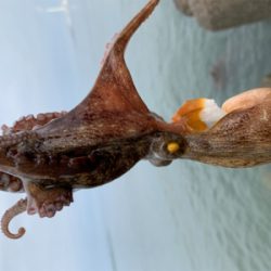 日曜日は朝タコ!