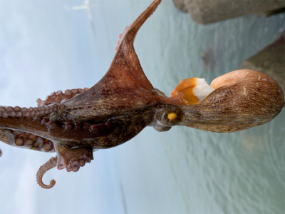 日曜日は朝タコ!