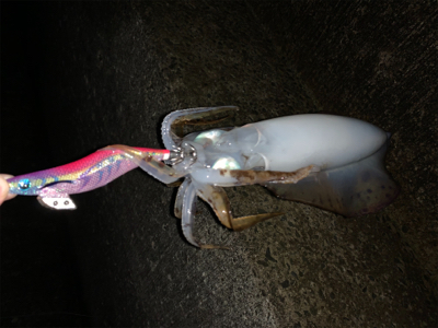 まだまだいた！デカイカで墨付け完了