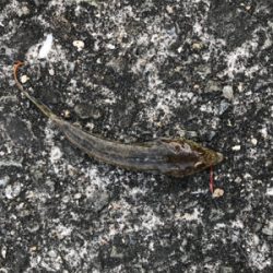 キス釣りに挑戦