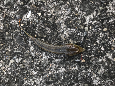 キス釣りに挑戦