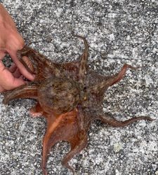 ファミリーキス釣り☆GUNNING-STYLE