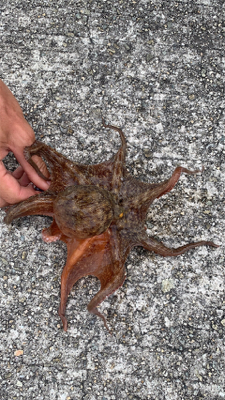 ファミリーキス釣り☆GUNNING-STYLE