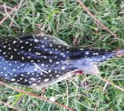 アジング1850〜2020