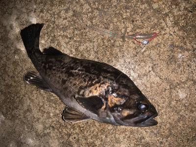 こんな場所でまさかの！？