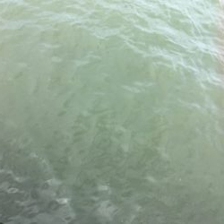 雨上がりタコ調査