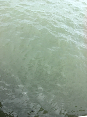 雨上がりタコ調査