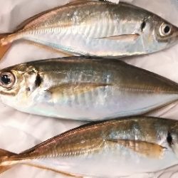 アジング1850〜1930 2110〜2146