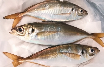 アジング1850〜1930 2110〜2146