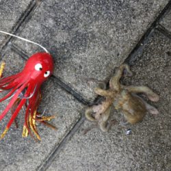 雨降り合間に新子9杯