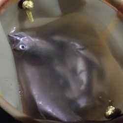 外道だらけのアジング