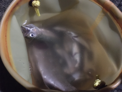 外道だらけのアジング