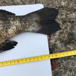 年無し2枚ゲット！