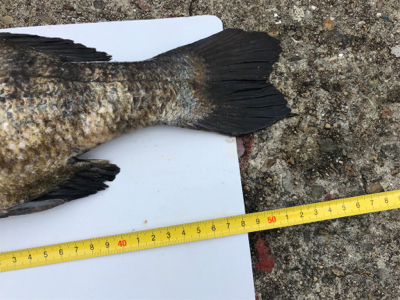 年無し2枚ゲット！