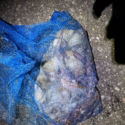 オクトパッシング前半後半