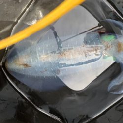 まさかの春イカ2杯目!