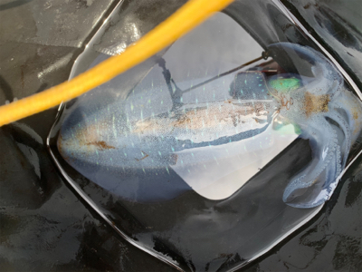 まさかの春イカ2杯目!