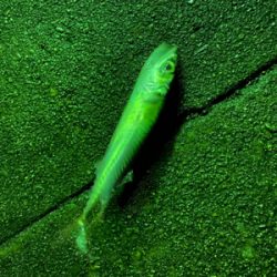 ガーグリップを忘れてしまった