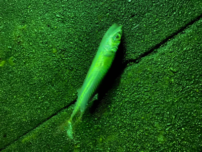 ガーグリップを忘れてしまった