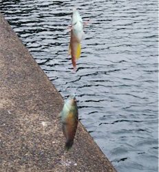 大漁なのにお土産無し