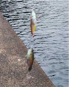 大漁なのにお土産無し