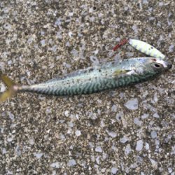 SSJ & オクトパッシング