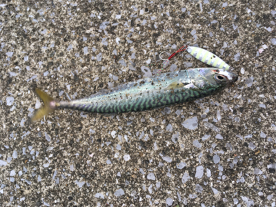 SSJ & オクトパッシング