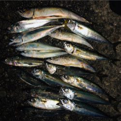 ナイトシャバダバサバサバw