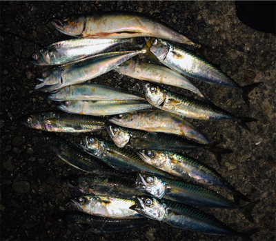 ナイトシャバダバサバサバw