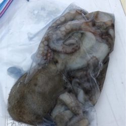 新島赤灯台で明石タコ釣り☆GUNNING-STYLE