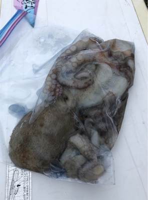 新島赤灯台で明石タコ釣り☆GUNNING-STYLE