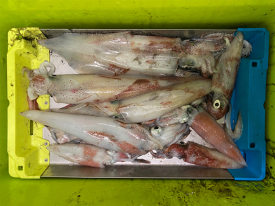 佐賀デイイカメタル