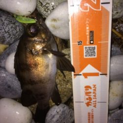 激濁りでも関係なし！アジプラグ爆発