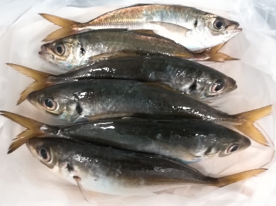 アジング1855〜2145