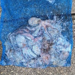 連日のオクトパッシング