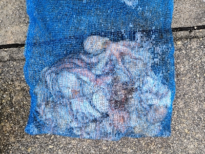 連日のオクトパッシング