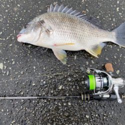 クロダイ釣るなら雨が良い。