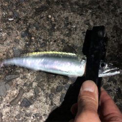 小サバダバダバ♪