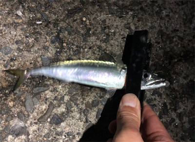 小サバダバダバ♪