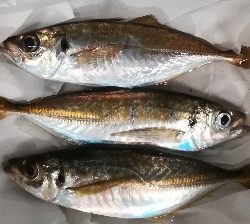 アジング1900〜2055