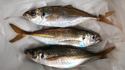 アジング1900〜2055